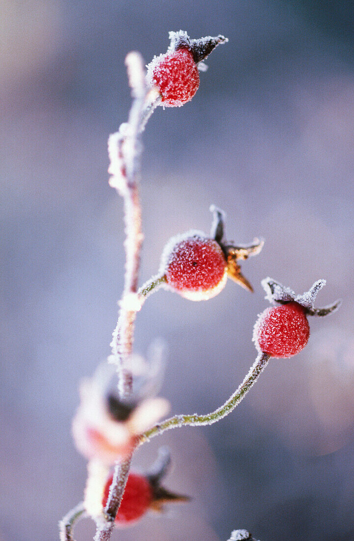 Frost on bushes. Oregon, USA