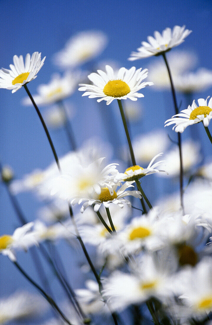 Close-up flowers. Oregon, USA