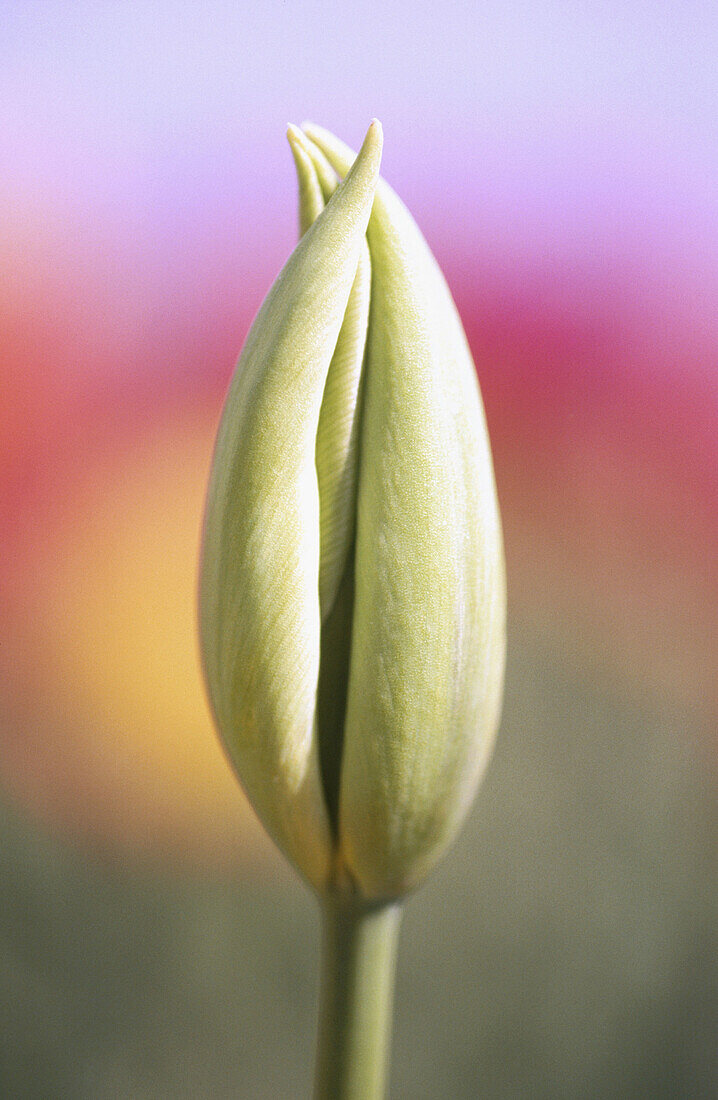 Close-up tulip field. Oregon, USA