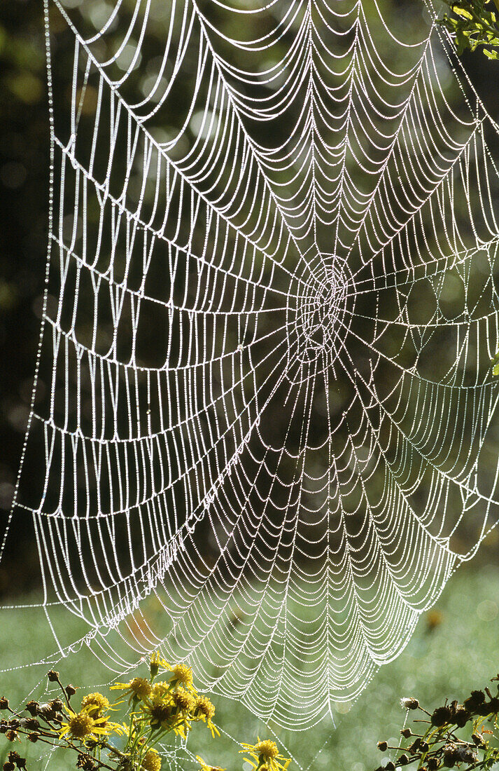 Spider web. Oregon, USA