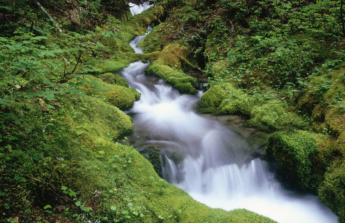 Moss-covered creek, Mt. Hood. Oregon, USA
