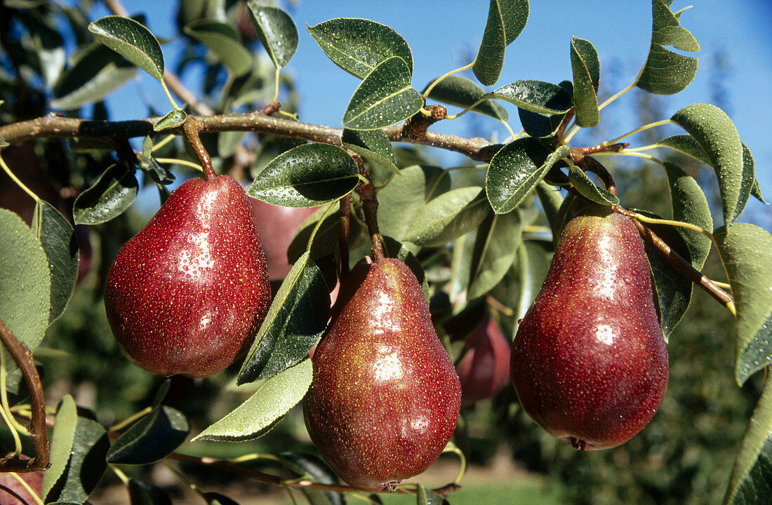 Pear orchard, Hood River. Oregon, USA