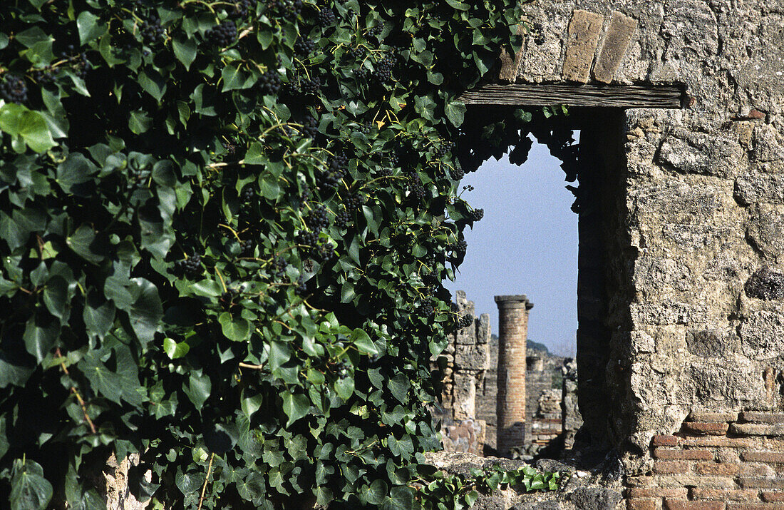 Column with capital seen trough a window covered with ivy, Pompeii archeological site. Naples, Campania, Italy