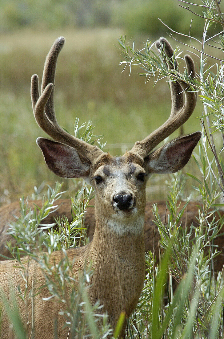 Mule Deer (Odocoileus hemionus)