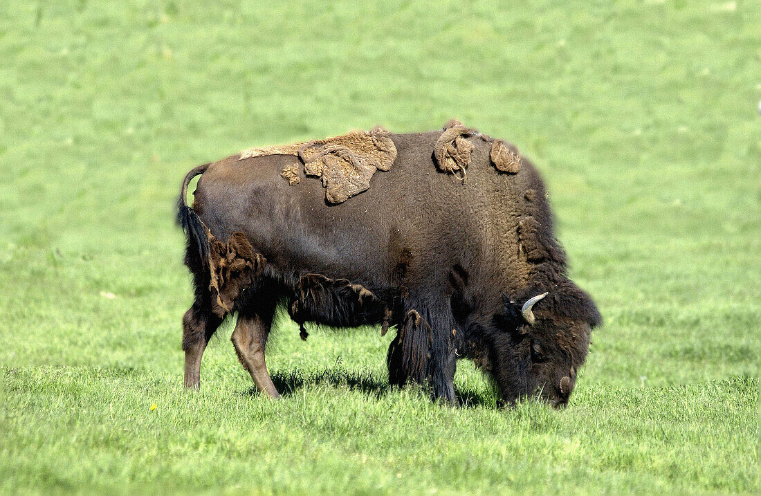 American buffalo (Bison americanus), shedding