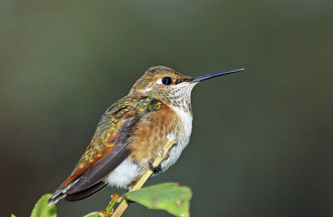 Rufous Hummingbird (Selasphorus rufus) resting