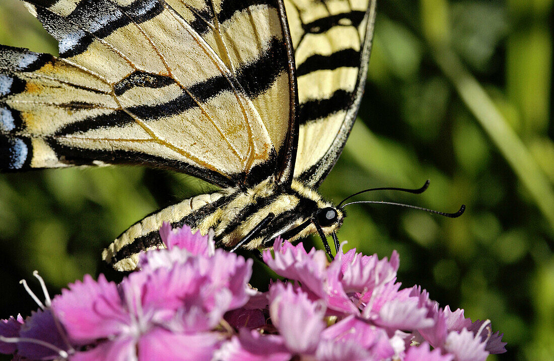 Western Tiger Swallowtail (Papilio rutulus)