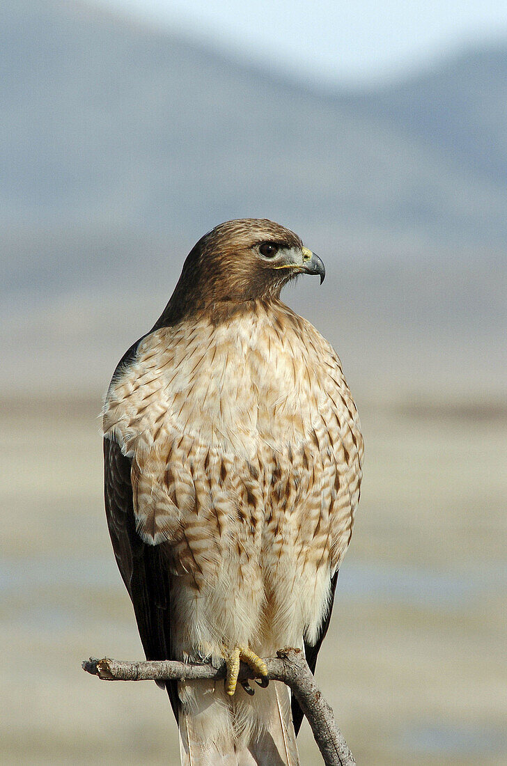 Red-tailed Hawk (Buteo jamaicensis)