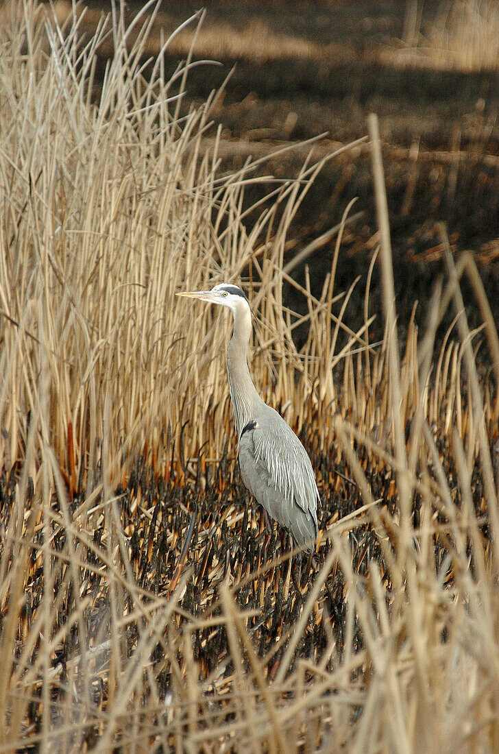 Great blue heron (Ardea Herodias) Klamath Falls, Lower Klamath National Wildlife Refuge. Oregon. USA