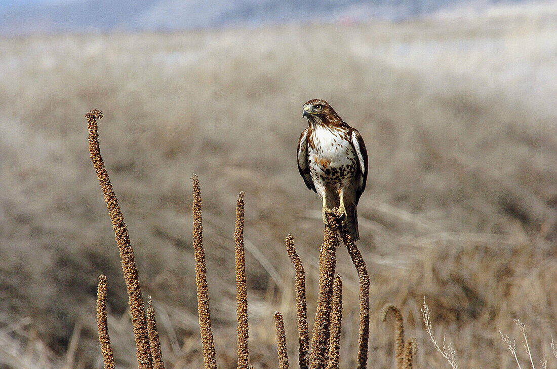 Red-tailed hawk (Buteo jamaicensis). Lower Klamath National Wildlife Refuge. Oregon. USA