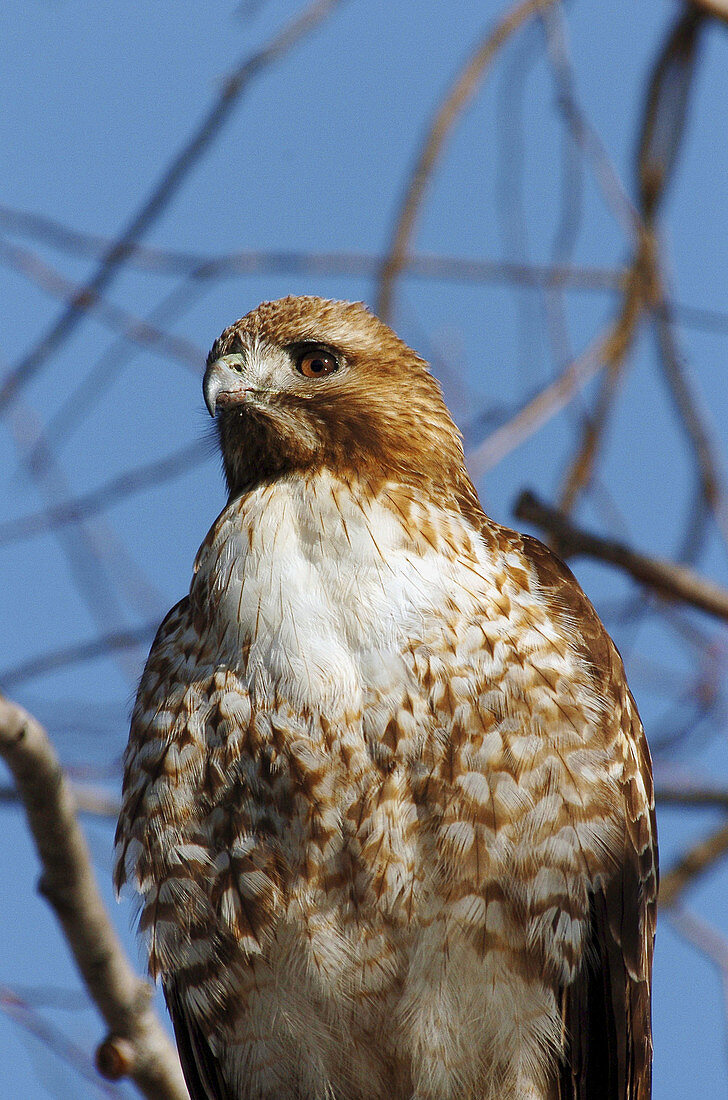 Red-tailed hawk (Buteo jamaicensis). Lower Klamath National Wildlife Refuge. Oregon. USA