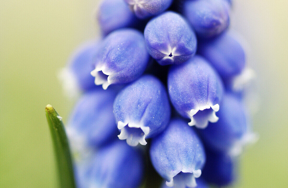 Grape Hyacinths (Muscari sp.), close-up