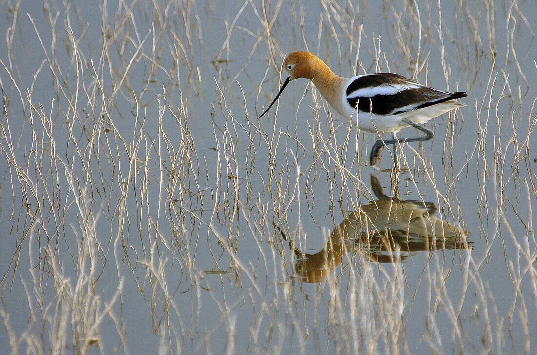 American Avocet (Recurvirostra americana)