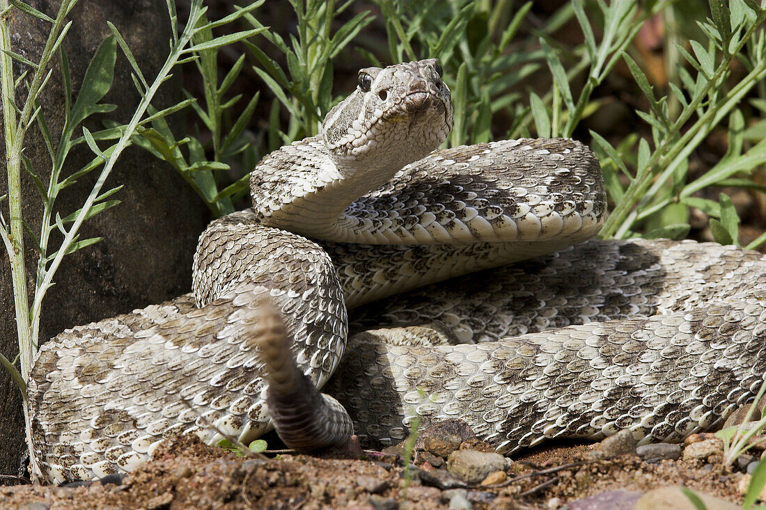 Prairie Rattlesnake (Crotalus viridis). Minnesota, USA