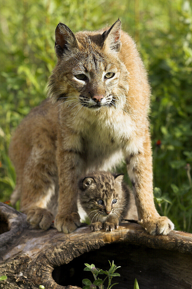 Bobcat (Felis rufa). Minnesota, USA