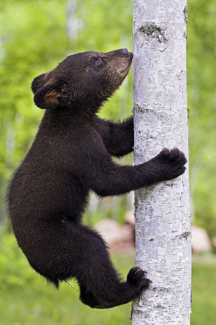 Black Bear (Ursus americanus) cub. Minnesota, USA