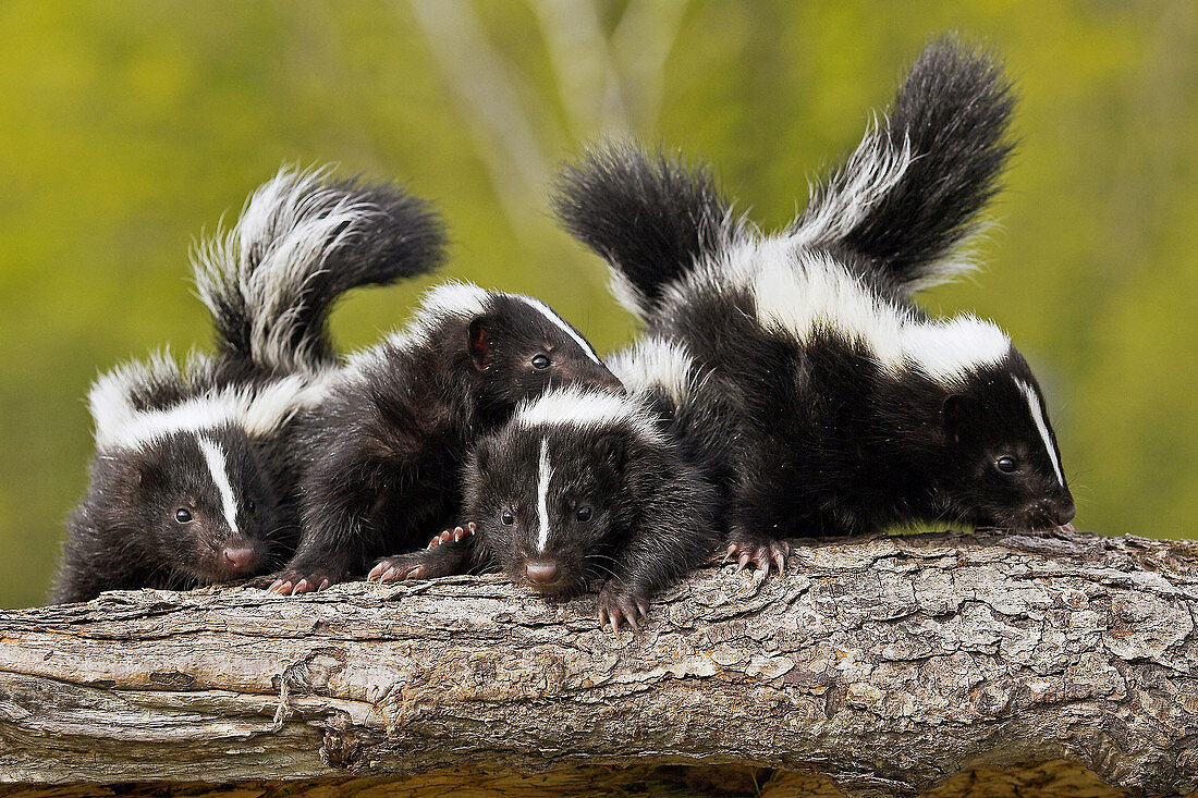 Striped Skunks (Mephitis mephitis) cubs. Minnesota, USA