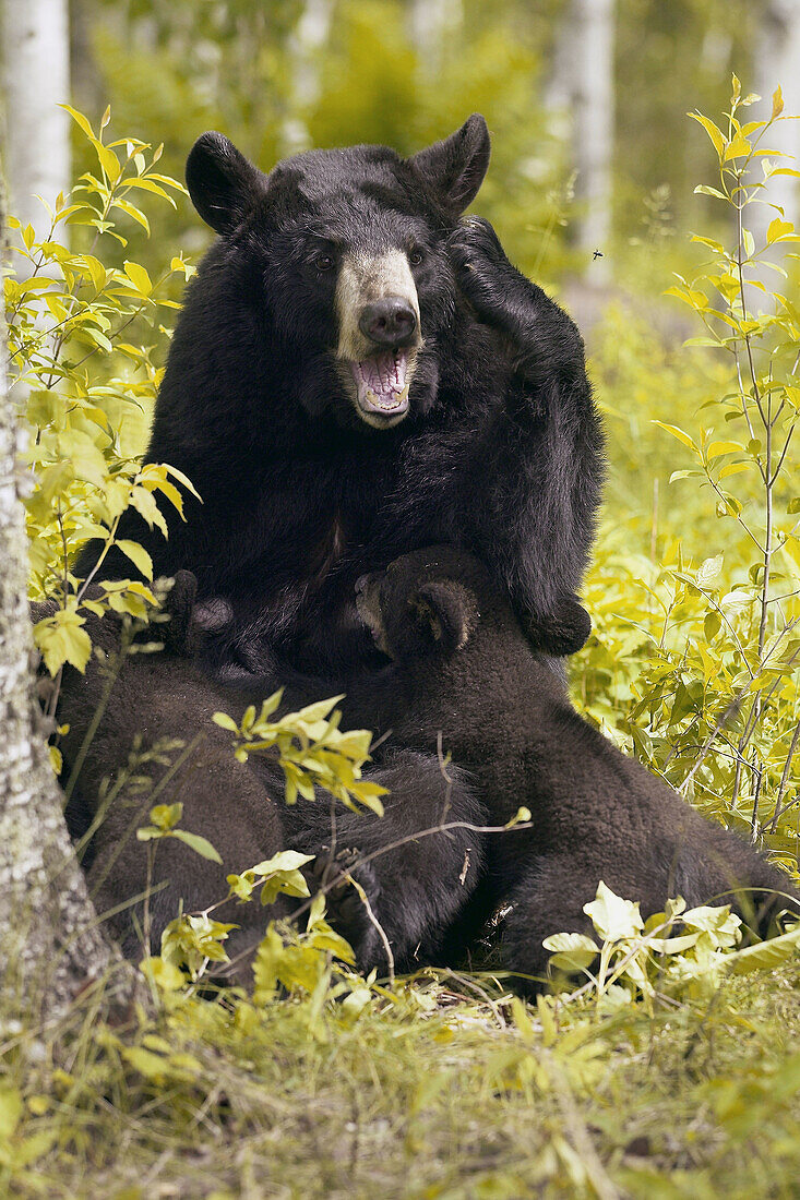 Black Bear (Ursus americanus). Minnesota, USA
