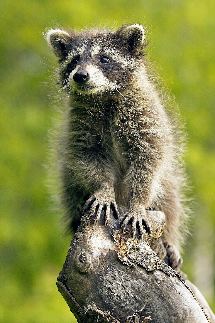 Raccoon (Procyon lotor) young. Minnesota, USA