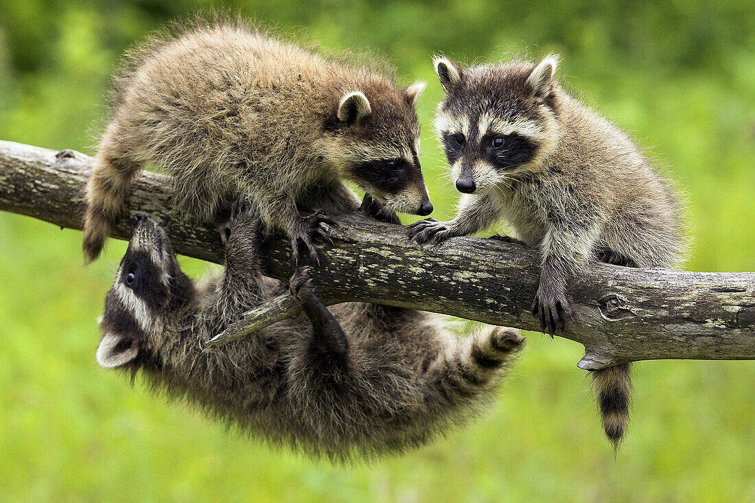 Raccoon (Procyon lotor) youngs. Minnesota, USA