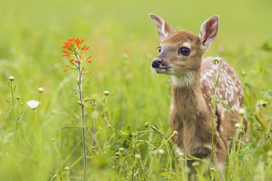 White-tailed Deer (Odocoileus virginianus). Minnesota, USA