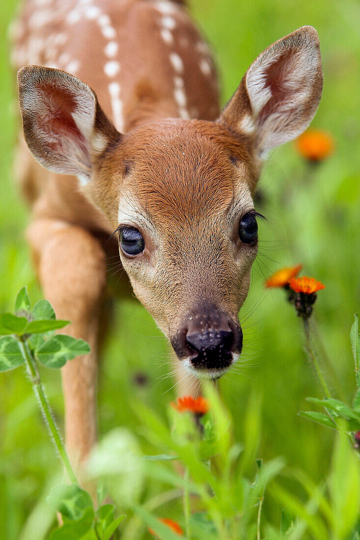 White-tailed Deer (Odocoileus virginianus). Minnesota, USA