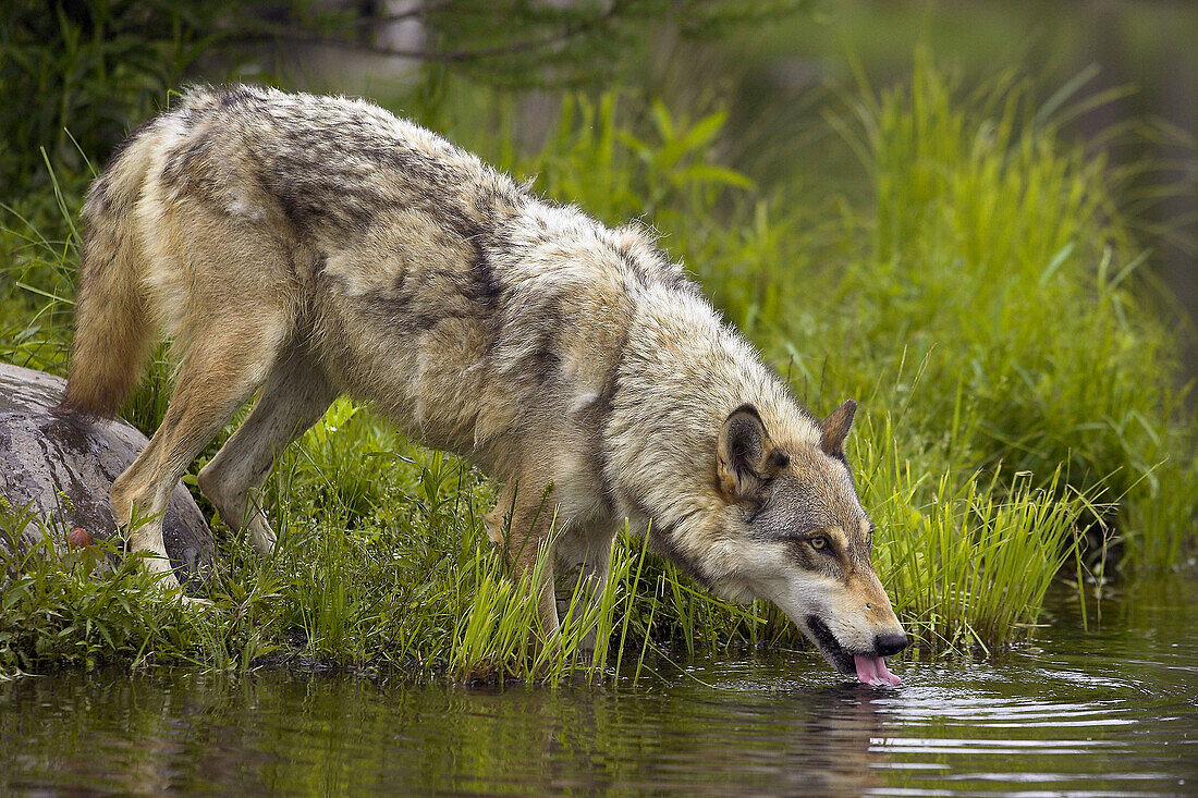 Wolf (Canis lupus). Minnesota, USA
