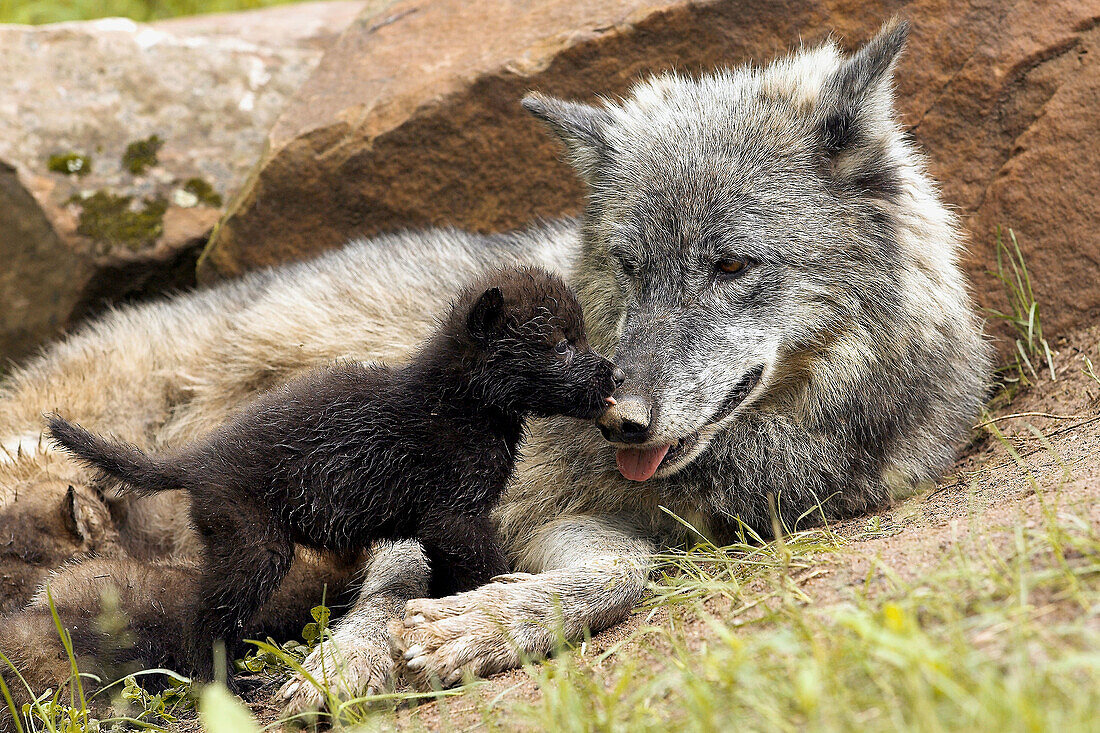 Wolf (Canis lupus), adult with young. Minnesota, USA