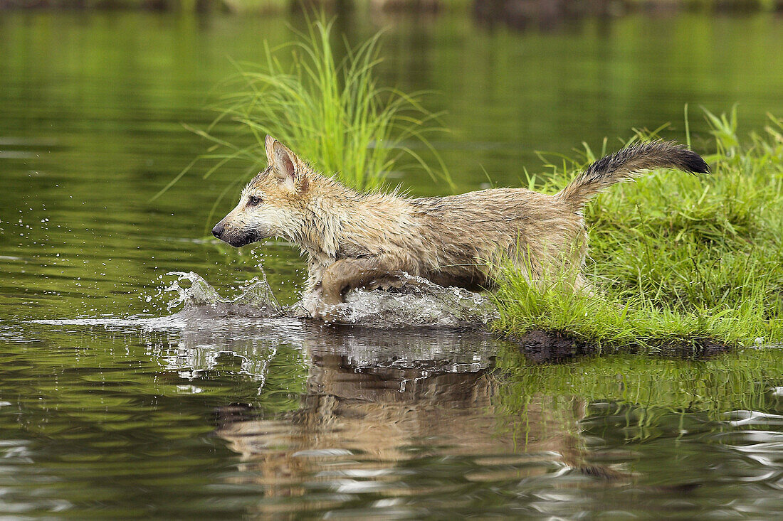 Wolf (Canis lupus). Minnesota, USA