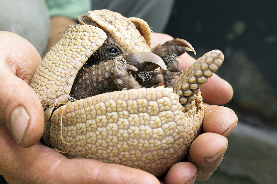 Tolypeutes matacus, Captive armadillo. Germany