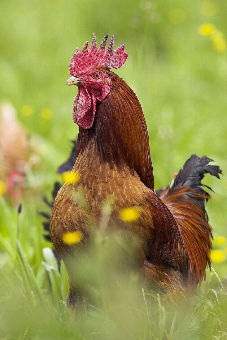 Domestic Fowl, rooster.