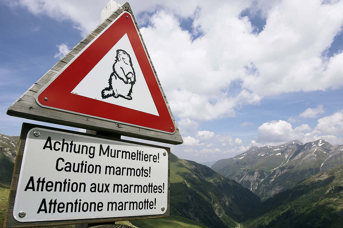 Trafic Sign about marmots, National Park Hohe Tauern, Austria.