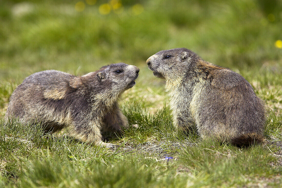 Marmoto marmota, Nationalpark Hohe Tauern. Austrian Alps.