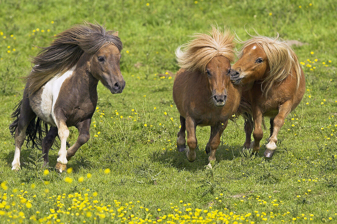 Foals. Shetland Pony, Germany.