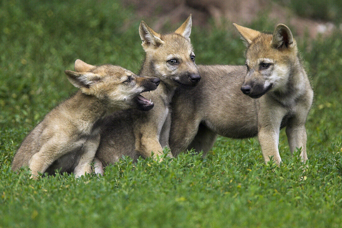 Wolf, Canis lupus, Cub Captive, Germany
