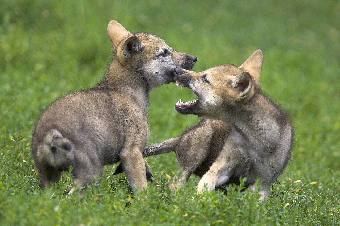 Wolf, Canis lupus, Cub Captive, Germany