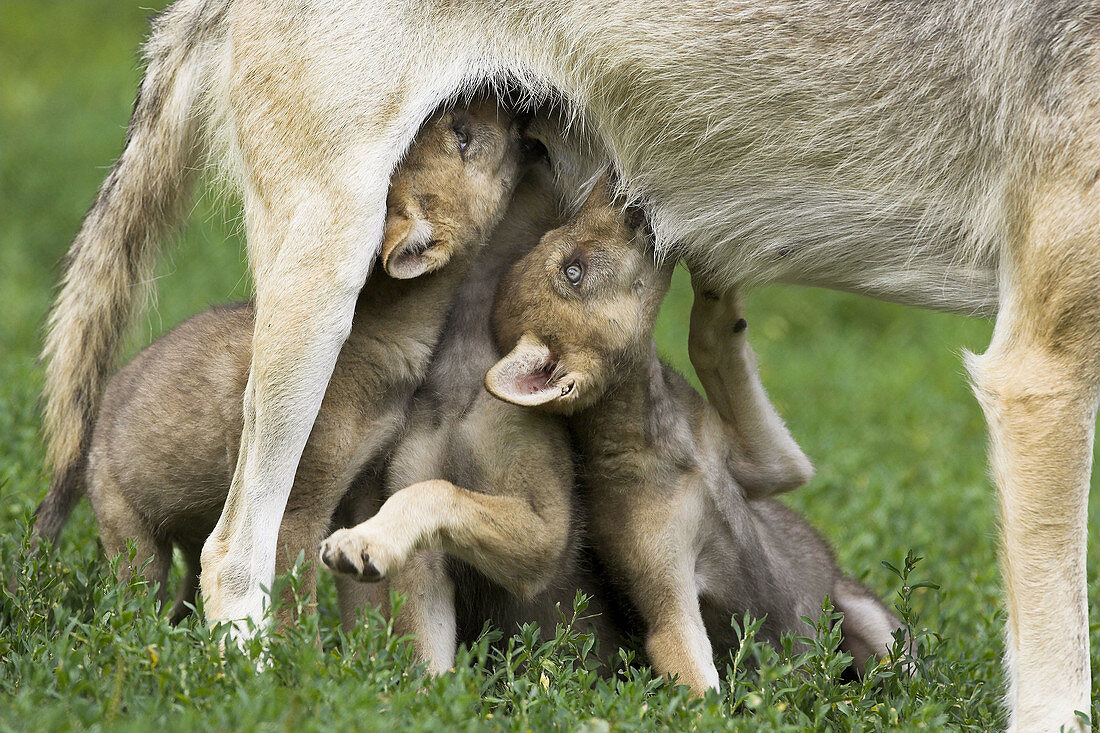 Wolf, Canis lupus, Cub Captive, Germany