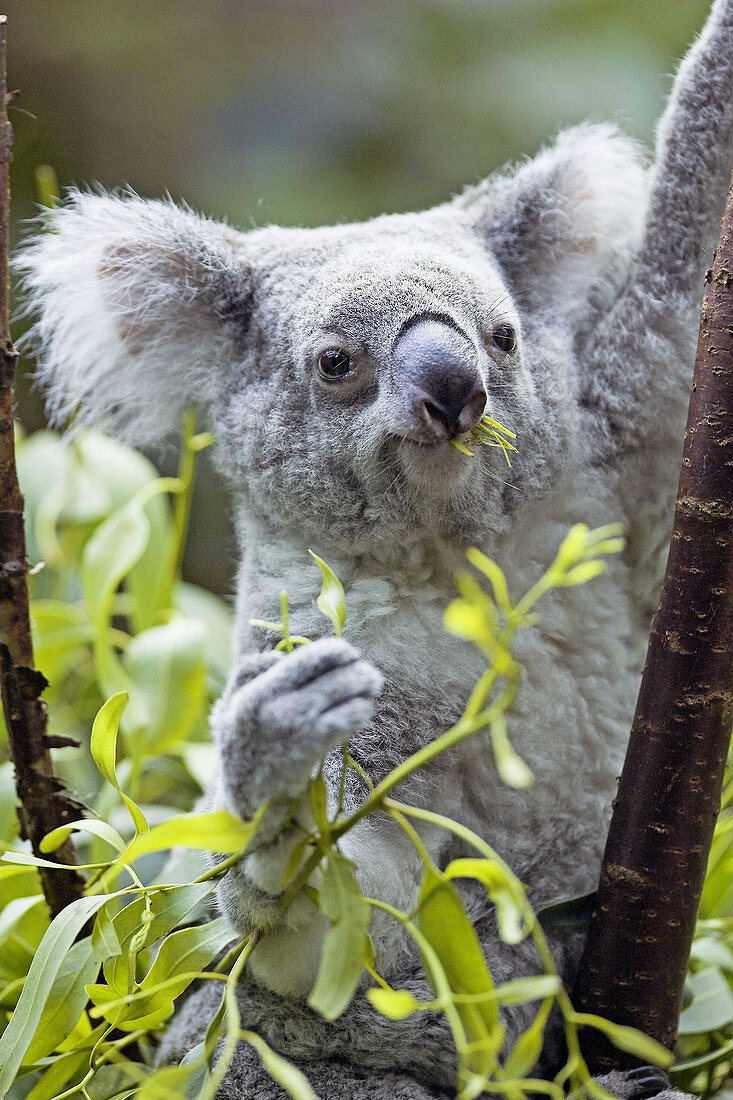 Koala (Phascolarctos cinereus) eating in eucalyptus tree, captive. Germany