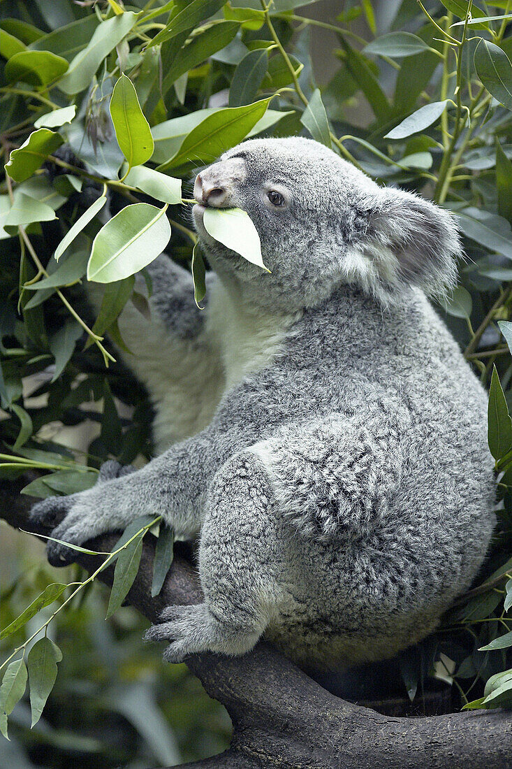 Koala (Phascolarctos cinereus) eating in eucalyptus tree, captive. Germany