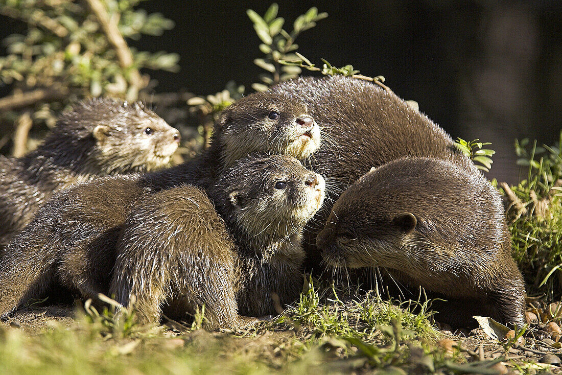 Oriental Small-clawed Otter (Aonyx cinerea), captive adult with cubs. Germany