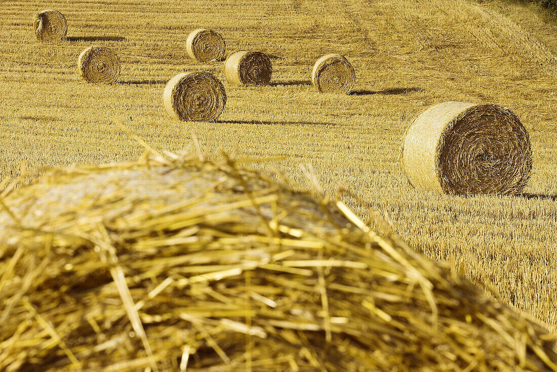 Hay bales. Germany.