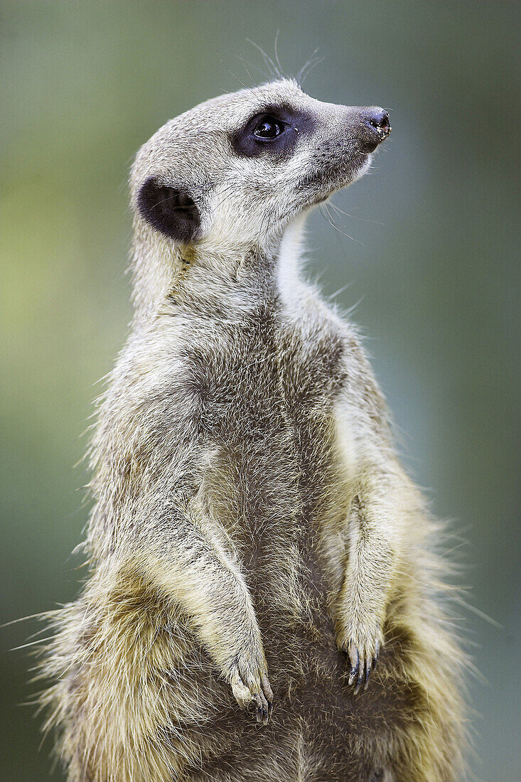 Meerkat on guard, (Suricata suricatta). Captive, Germany.