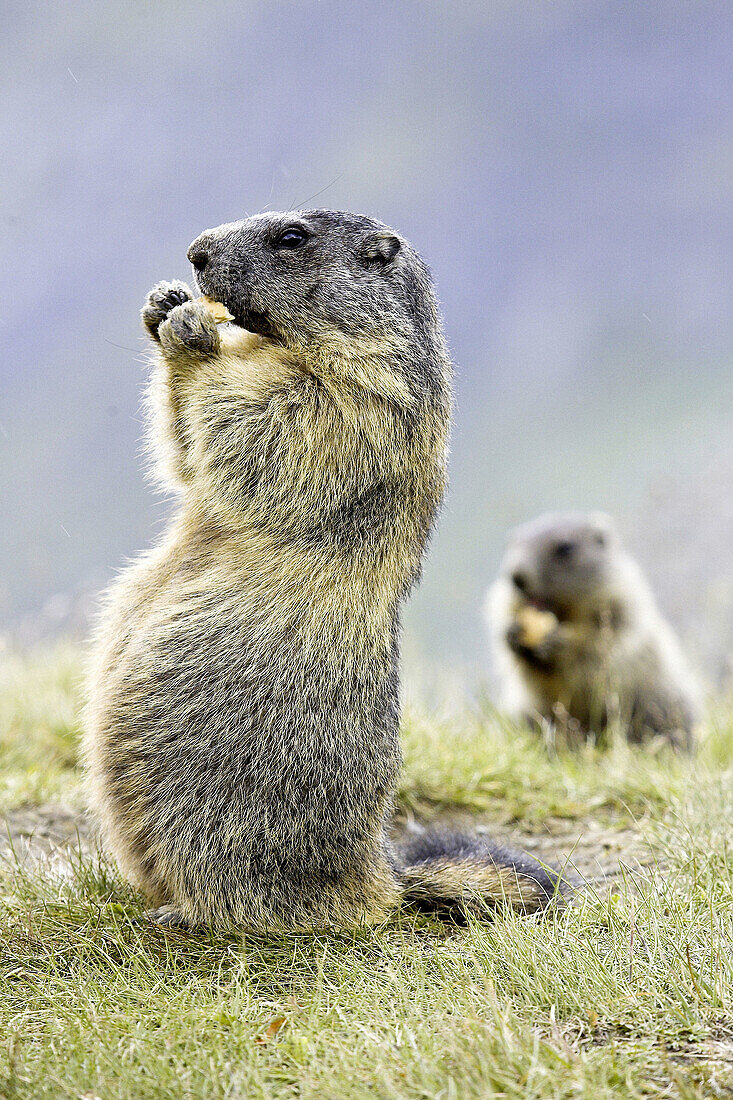 Marmot eating (Marmota marmota) Nationalpark Hohe Tauern, Austria