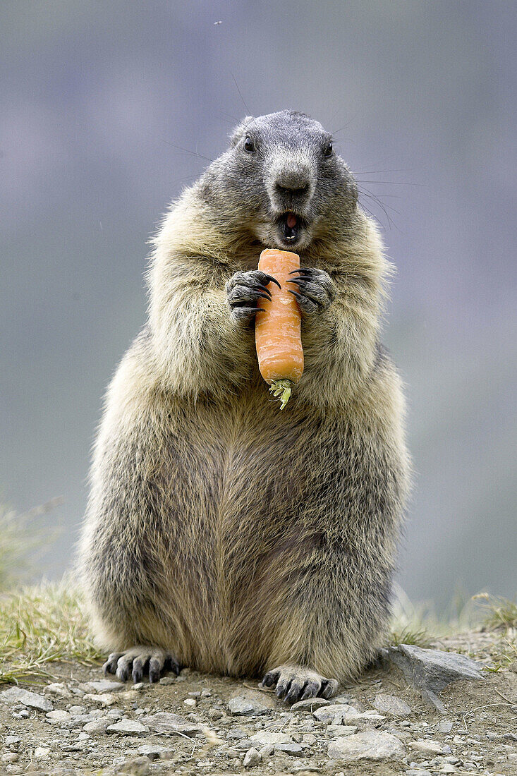Marmot eating vegetables (Marmota marmota) Nationalpark Hohe Tauern, Austria
