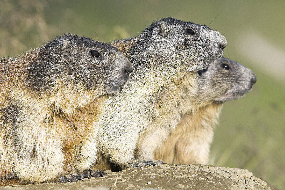 Marmots (Marmota marmota) Nationalpark Hohe Tauern, Austria