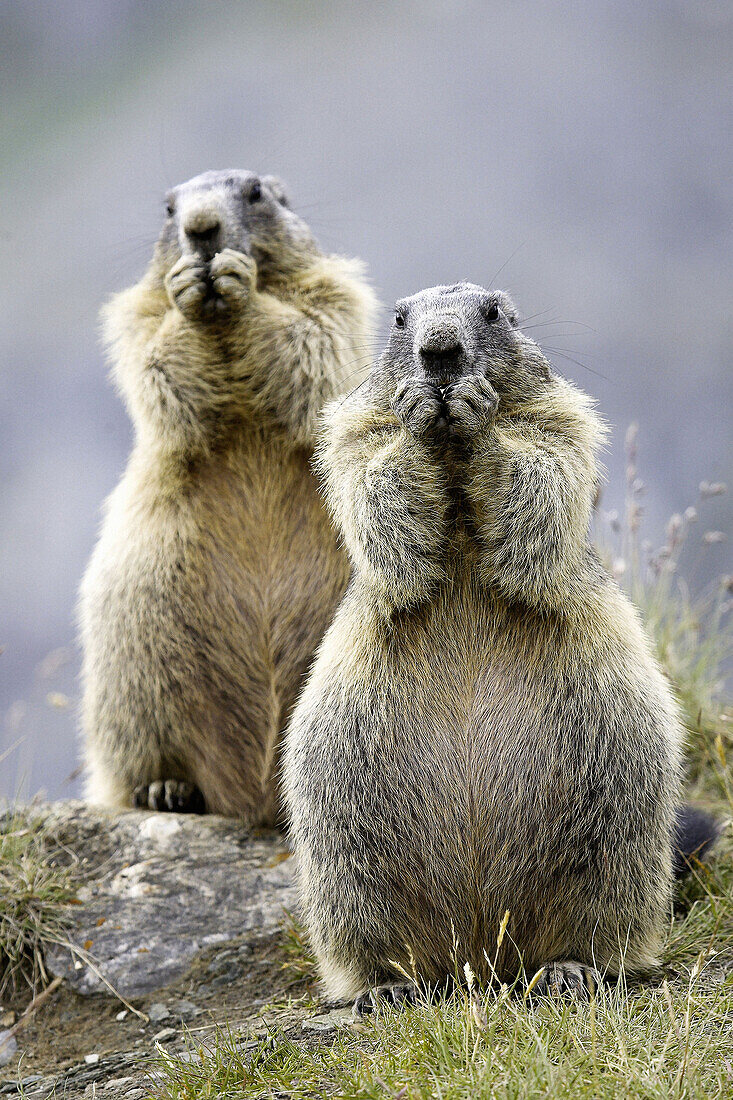 Marmots eating (Marmota marmota) Nationalpark Hohe Tauern, Austria