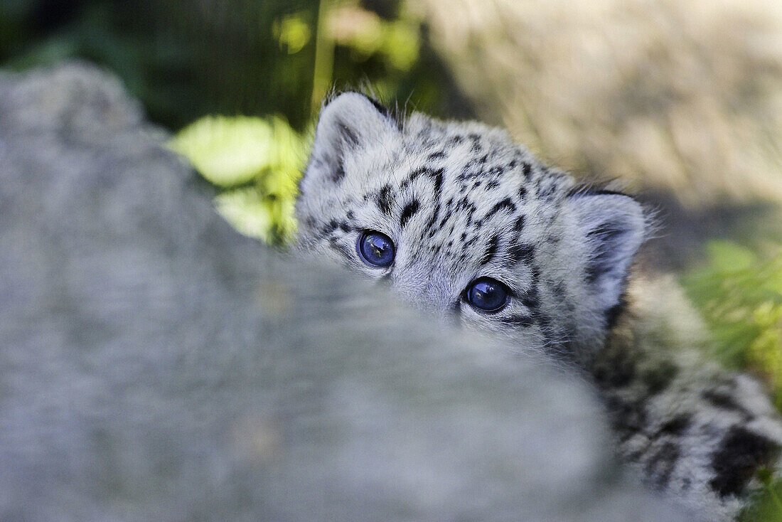 Snow Leopard (Uncia uncia). Captive, 1Month old cub. Germany.