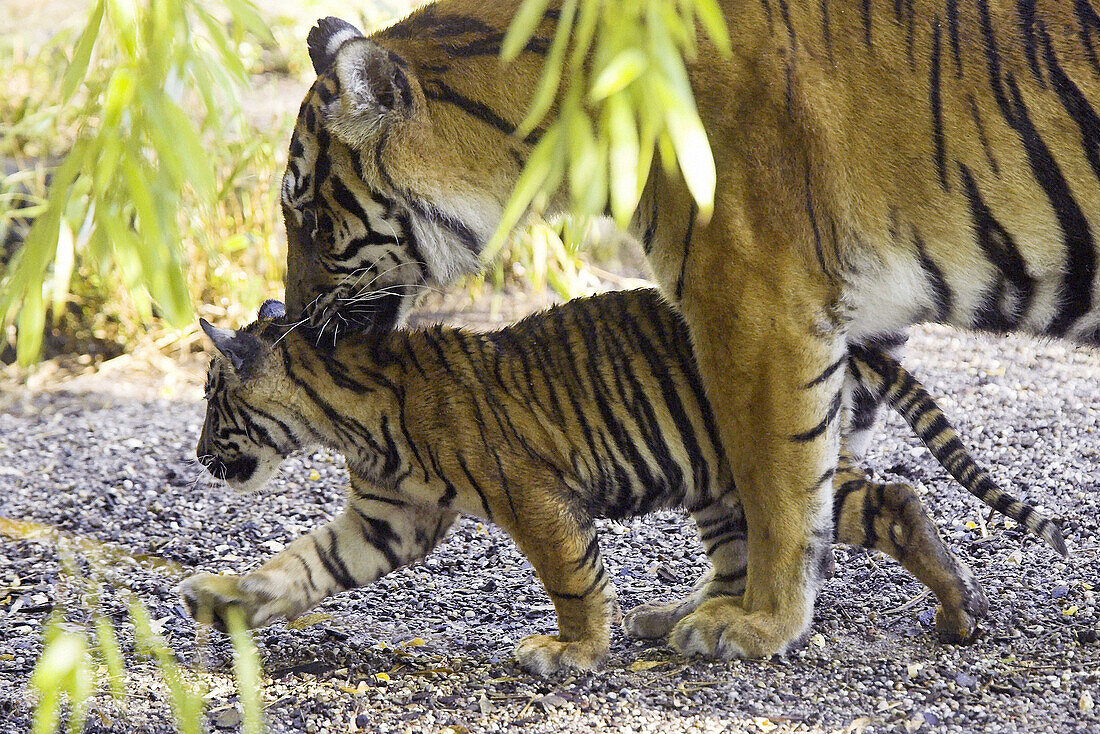 Sumatran Tiger (Panthera tigris sumatrae). Captive, adult mother with cub. Germany