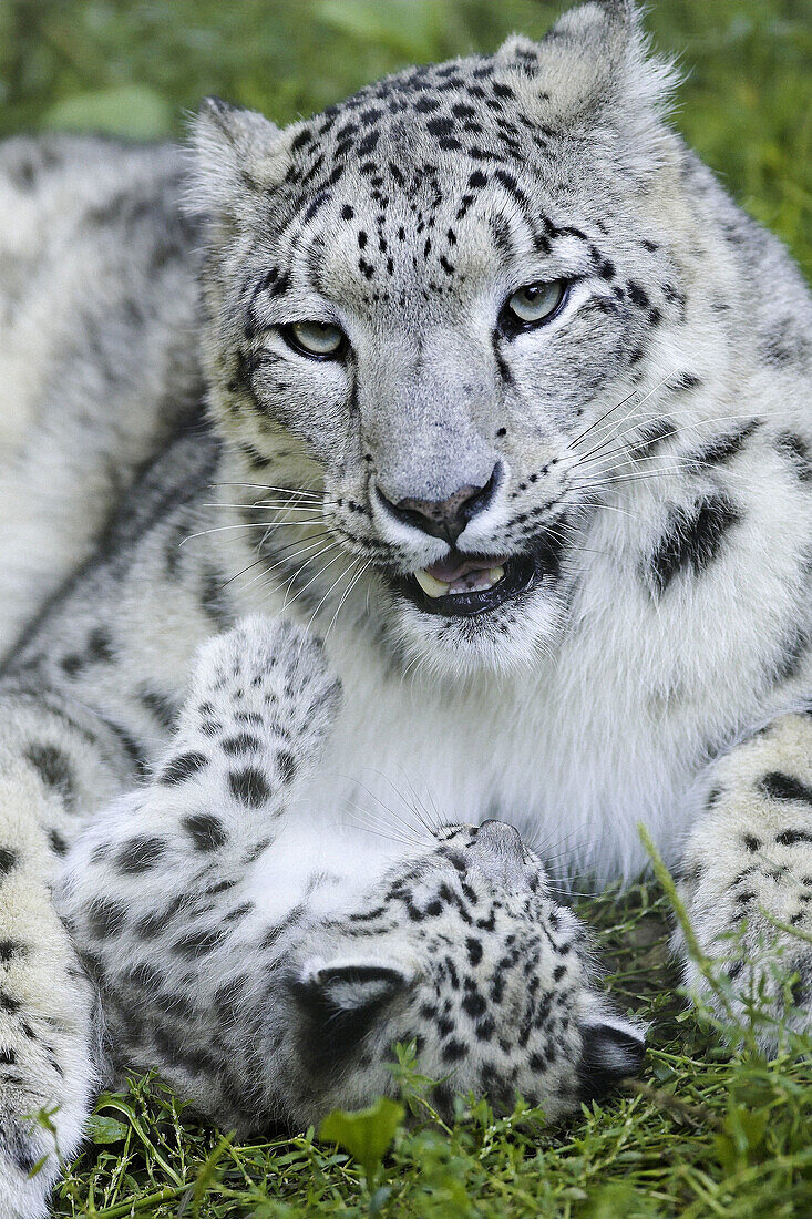 Snow Leopard (Uncia uncia). Captive, 1Month old cub with adult mother playing. Germany.