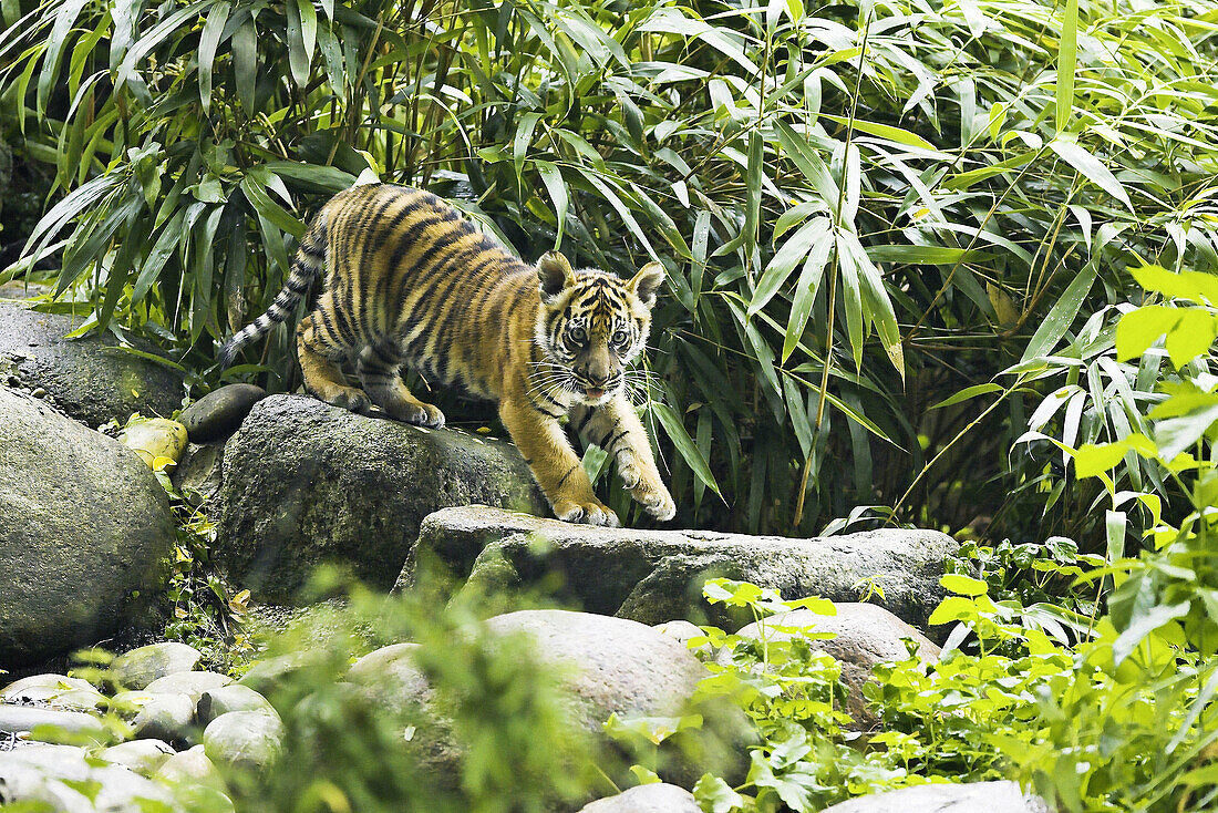 Sumatran Tiger (Panthera tigris sumatrae). Captive, cub. Germany